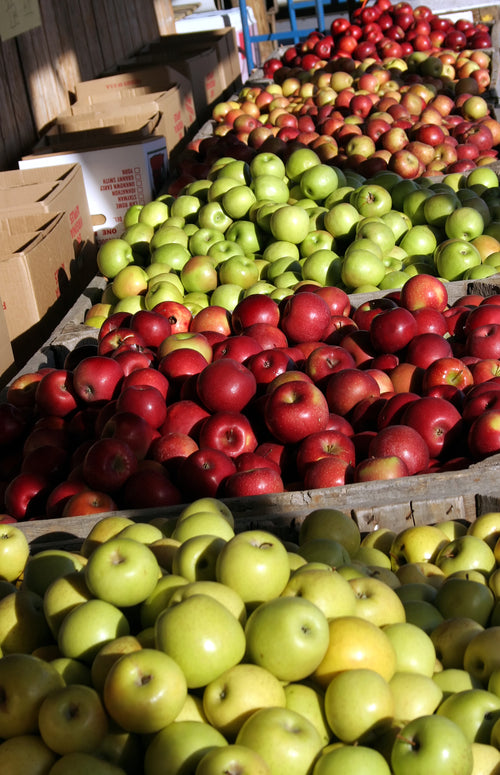 Freeze-Dried Apples