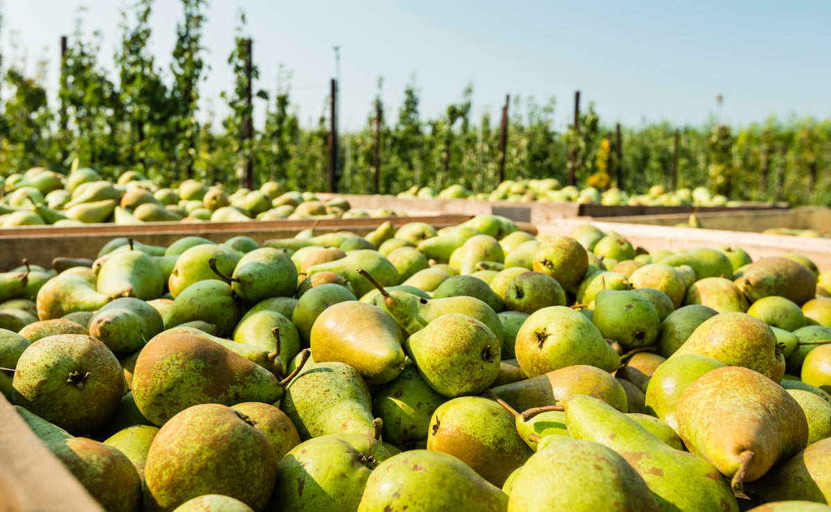 Freeze-Dried Pears