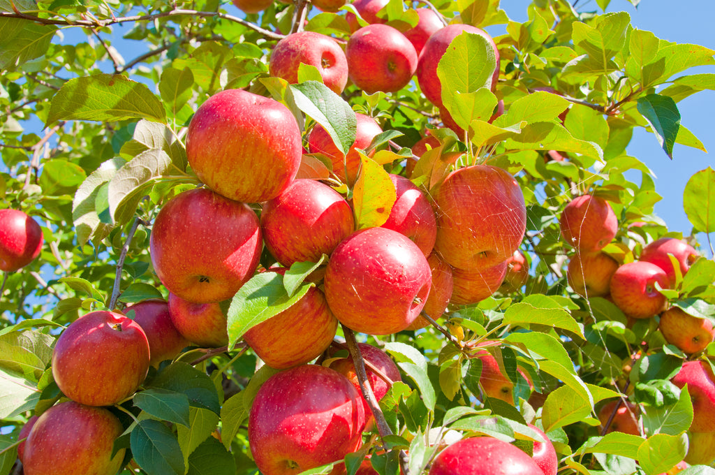 Freeze-Dried Apples