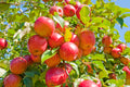 Freeze-Dried Apples