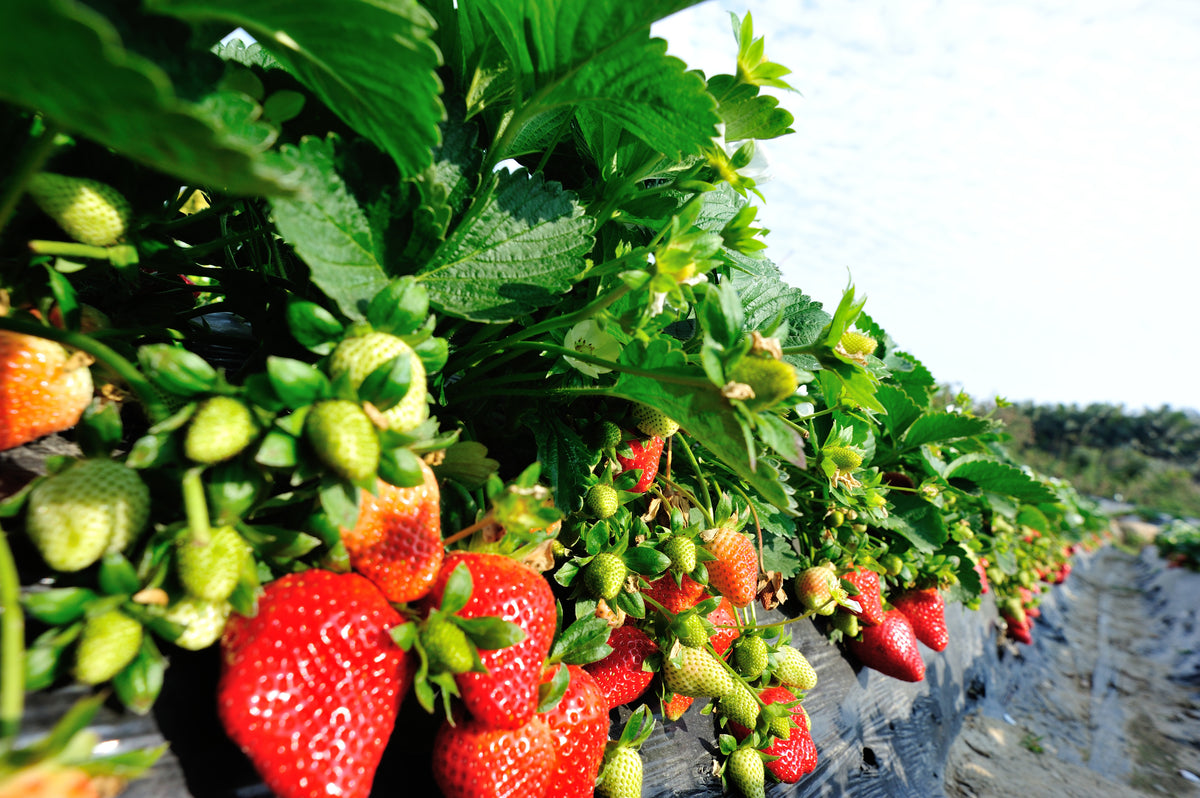Freeze-Dried Strawberries