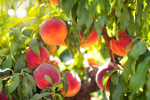 Freeze-Dried Peaches